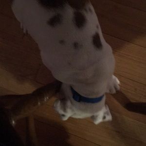 Meet your Posher, Brandon